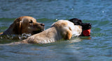 Beach &Pool Safety Tips for Dogs