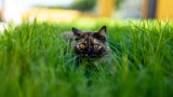 Hidden Summer Hazards for Cats: Parasites, Pollen & More