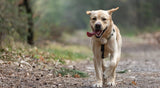 Hiking with Your Dog: Safety Tips & Gear Guide for Outdoor Adventures - YMOAs
