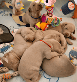 All you need to know about rasing puppies - YMOAs