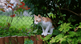 Toxic Summer Plants for Cats: Beware of These Green Killers in Your Garden - YMOAs