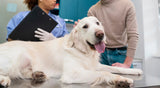 When to Spay or Neuter Your Dog? The Ultimate Guide to Timing and Recovery - YMOAs