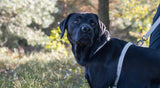 Why a Padded Y-Harness Is a Must-Have Dog Harness for Your Four-Legged Friend - YMOAs