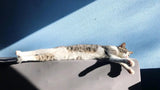Why Your Cat Loves Sunbathing & How to Keep Them Safe - YMOAs