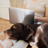 Slapende bruine Labrador rust comfortabel met zijn kop op het been van zijn baasje die achter een laptop zit. Gezellige hondenrustplekken en het belang van nabijheid voor huisdieren tijdens thuiswerkdagen.