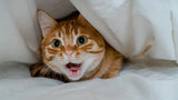 Cat Vocalizations: What Every Meow, Purr &Sound Means