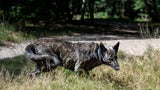 Why Does My Dog Eat Grass? Causes, Concerns, and What to Do
