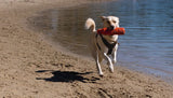 Dog-Friendly Beaches Netherlands: Complete Autumn & Winter Guide