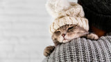 Cat Feels Cold: When It's Normal And When It's Not