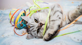 Best DIY Cat Toys: Fun, Cheap, and Safe Homemade Cat Toys! - YMOAs