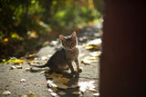 Missing Cat: What to Do Right Now to Find Your Cat