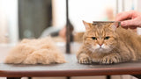Fall Cat Shedding: Why Is My Cat Shedding So Much?