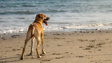 Dog-Friendly Beaches Netherlands: Complete Autumn & Winter Guide