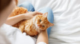 Lazy Summer for Cats: Cool Ways to Keep Your Kitty Happy