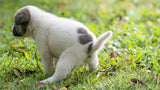 Dog Bladder Infection: Symptoms, Causes, and How to Help Your Dog