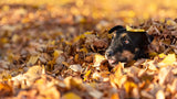Autumn Pet Care Tips for Dutch Pet Owners: Keep Your Furry Friends Happy and Safe