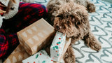 Warm Hearts, Wagging Tails: YMOAs Holiday Gift Guide 2025
