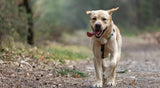 Hiking with Your Dog: Safety Tips & Gear Guide for Outdoor Adventures - YMOAs
