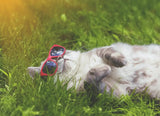 How to Keep Your Cat Hydrated in Warmer Months - YMOAs