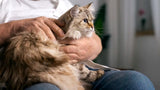 How Old Do Cats Get? Lifespan, Life Stages and Senior Care