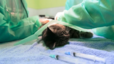 Cat Neutering and Spaying: Costs, Age, and What to Expect