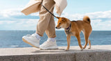 Safe Summer Walks for Dogs: Avoiding Overheating & Burnt Paws