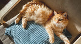 How to Keep Your Cat Comfortable in Hot Weather