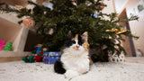 Holiday Season with Your Cats: Safe; Stress-Free Care Guide