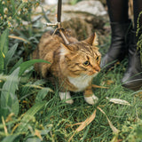 To walk - for cats