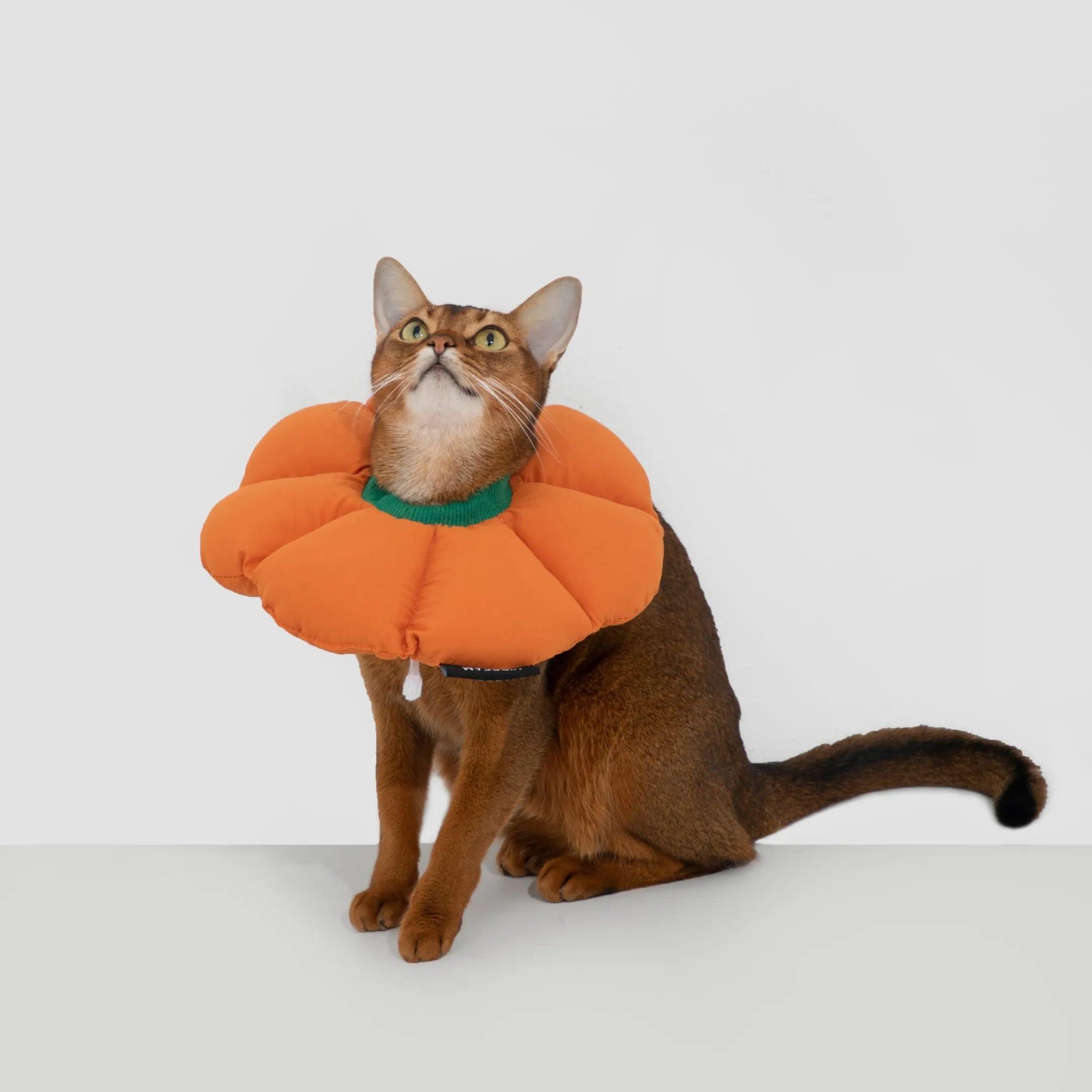 Easy Recovery Flower Collar Sunrise Orange - YMOAs