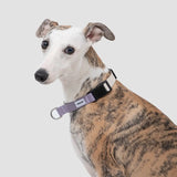 Heyday Hiker Anti-Pulling Dog Collar Lilac