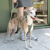 Heyday Urban Explorer Leash