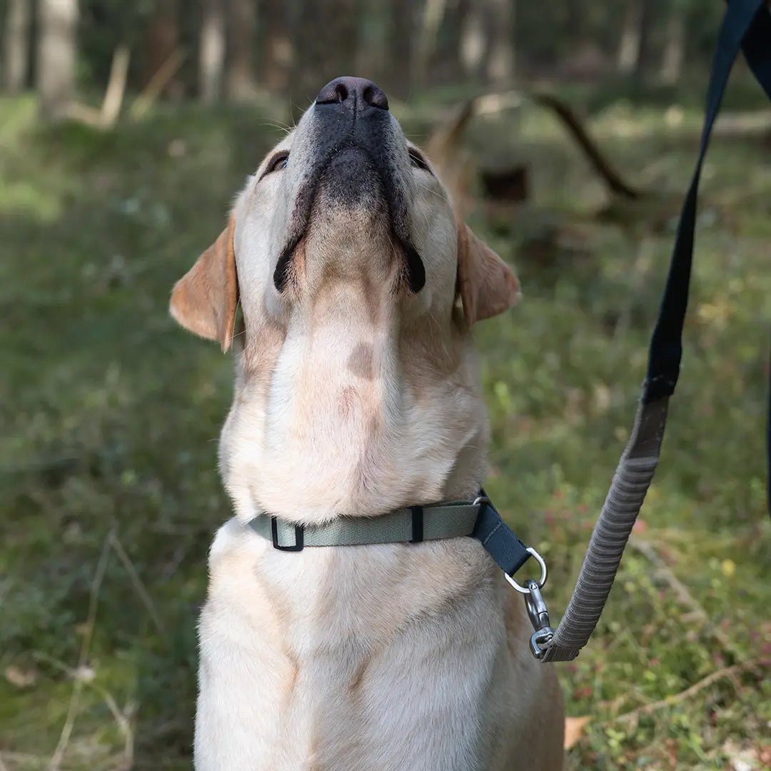 Heyday Hiker Anti - Pulling Dog Collar Slate Green - YMOAs - Heyday Hiker Anti - Pulling Dog Collar Slate Green