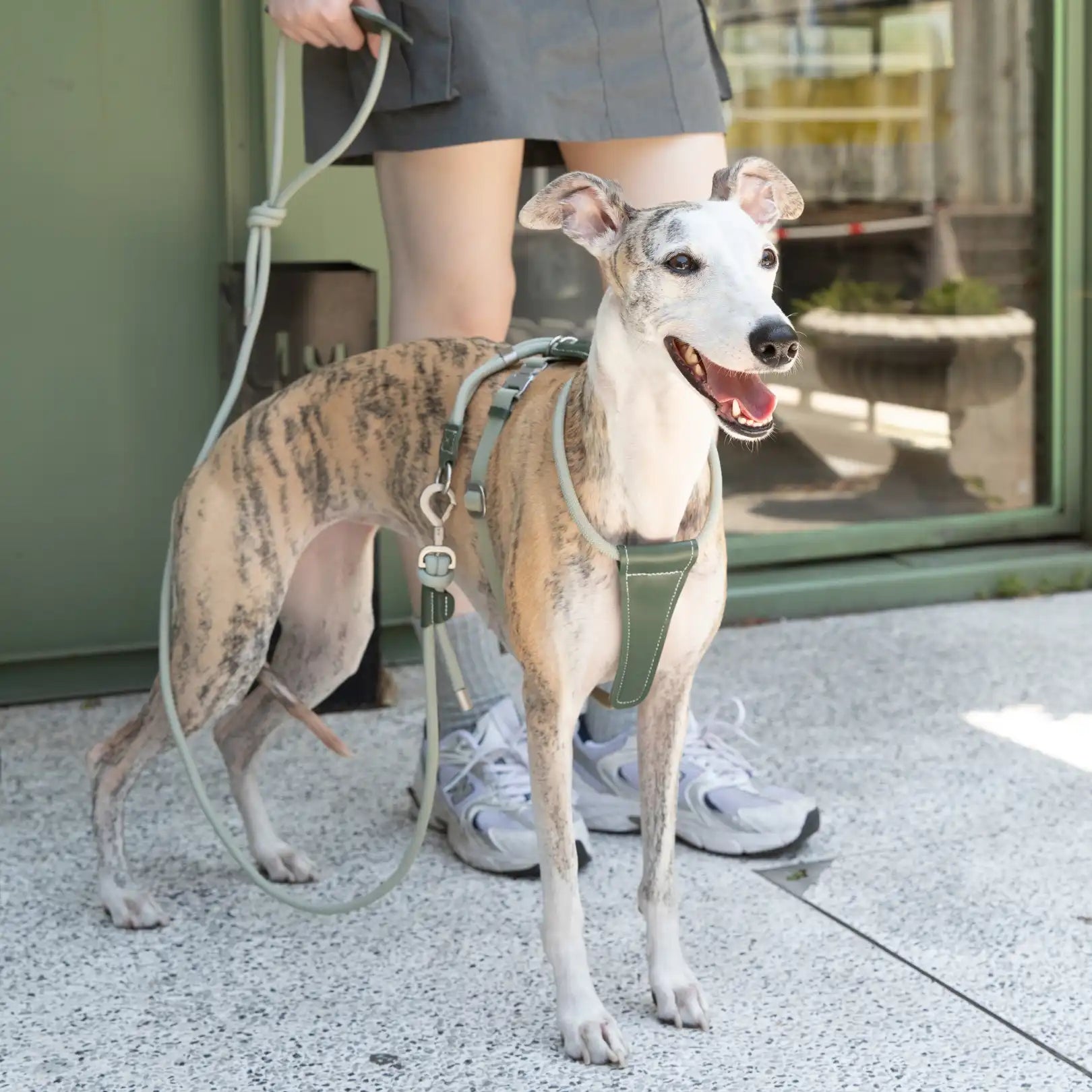 Heyday Urban Ridge Dog Harness