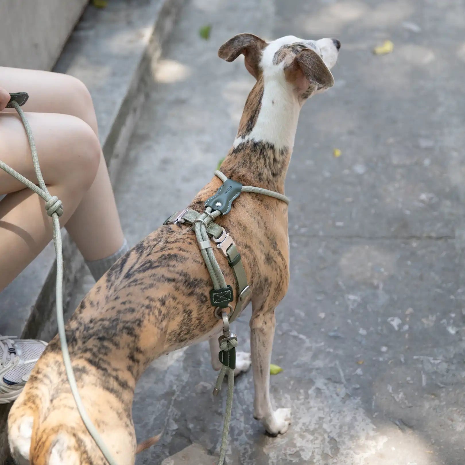Heyday Urban Ridge Dog Harness