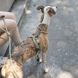 Heyday Urban Ridge Dog Harness