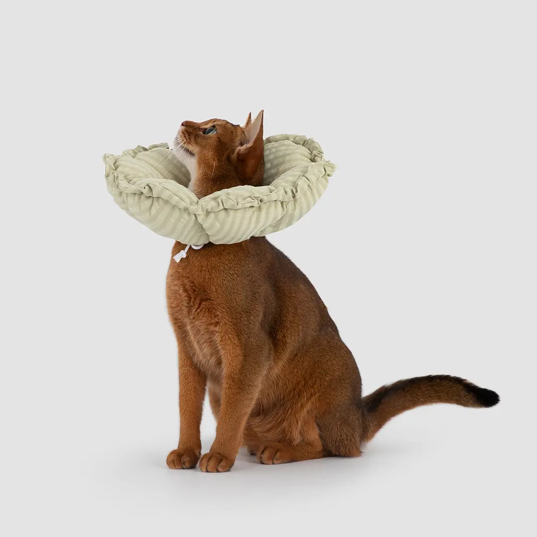 Easy Recovery Flower Collar Flex