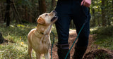 Gele Labrador die enthousiast naast zijn baasje loopt tijdens een training in het bos. Ideale hondenriem en trainingsaccessoires voor wandelingen en gehoorzaamheidstraining.