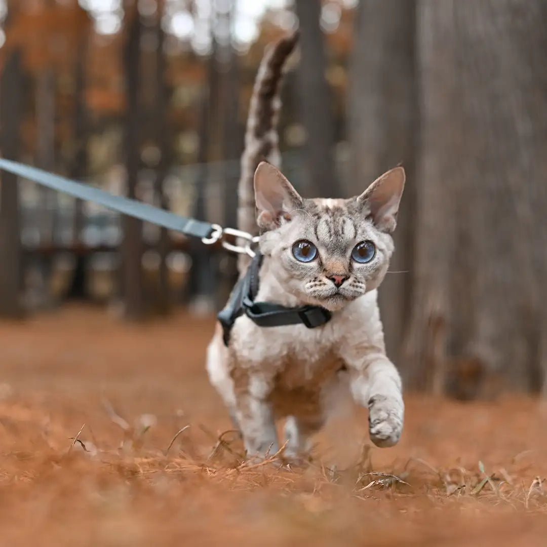 Reflective Cat Harness & Leash Set Dark Grey - YMOAs - Reflective Cat Harness & Leash Set Dark Grey